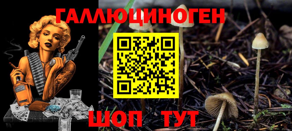 Галлюциногенные грибы Psilocybe Реутов